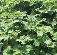 Patchouli Oil Sulawesi Iron Free (PL-203)