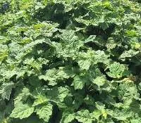 Patchouli Oil Sumatra Dark Min 30 PA (PL-103)