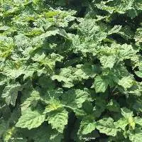 Patchouli Oil Sul. Dark Min 30PA Acid<5 (PL-105)