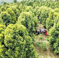 Clove Leaf Oil Rectified 80% (CL-180)