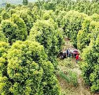 Clove Leaf Oil Crude 82% (CL-182)
