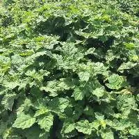 Patchouli Sulawesi Dark 29 PA Acid < 8 (PL-106)