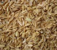 Rice Husk