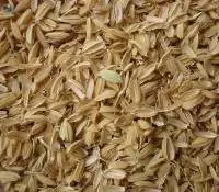 Rice Husk