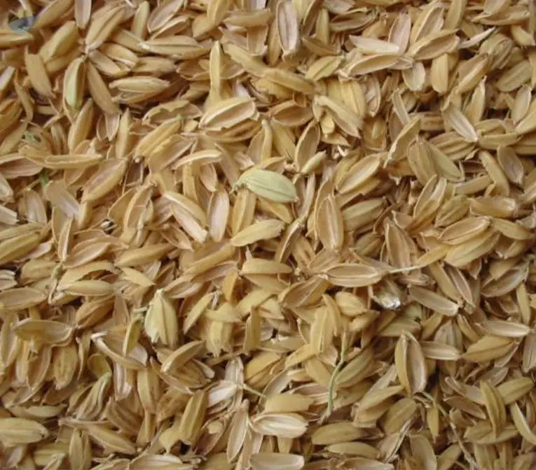 Rice Husk