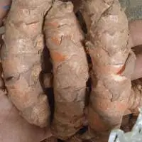 Turmeric