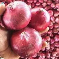 Onion