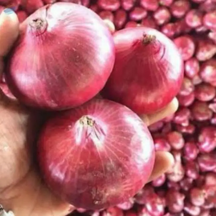 Onion