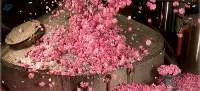 Rose Damascena Oil 100% Natural