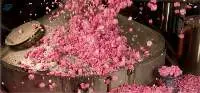 Rose Damascena Water 100% Natural