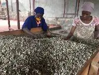 Moringa Oil
