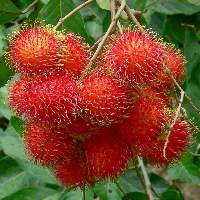 Rambutan Binjai