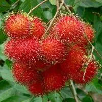 Rambutan Binjai