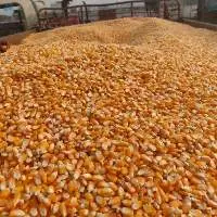 Corn