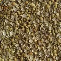 Coriander Seeds