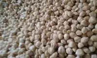 Candlenut