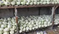 Cabbage