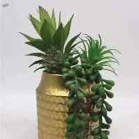 Plants