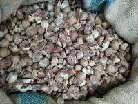 Betel Nut