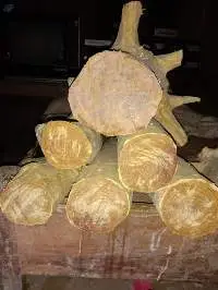 Sandalwood