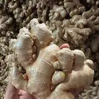 Ginger