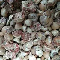 Betel Nut
