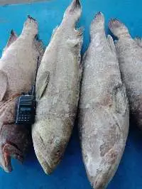 Frozen Fish