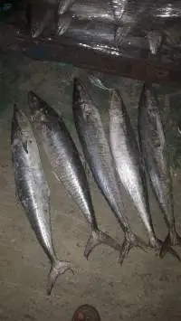 Ikan Tenggiri