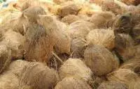 Coconut