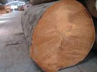 Iron Wood