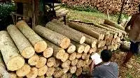 Sengon/Albasia Wood