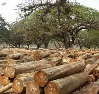 Teak Wood  