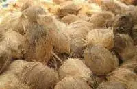 Coconut