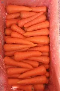 Carrot