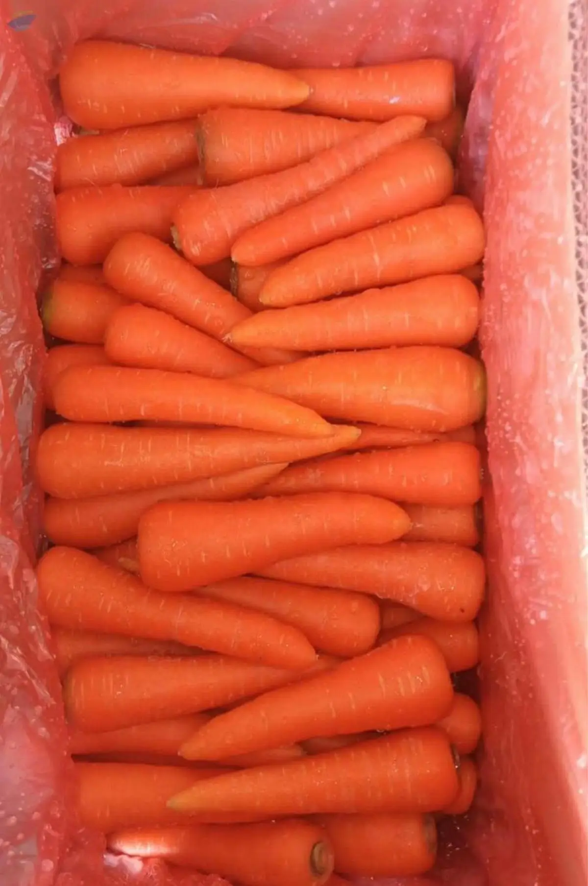 Carrot