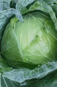 Cabbage
