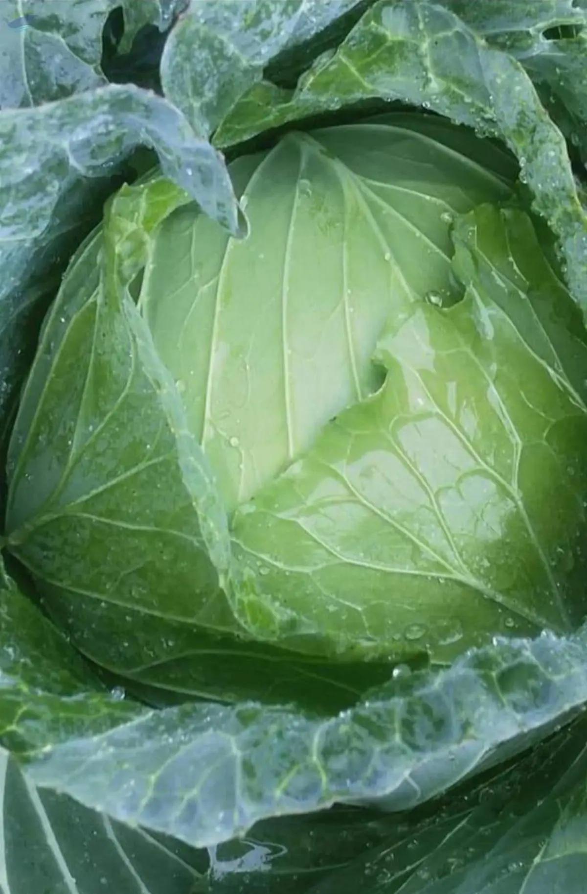 Cabbage
