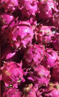 Dragon Fruit