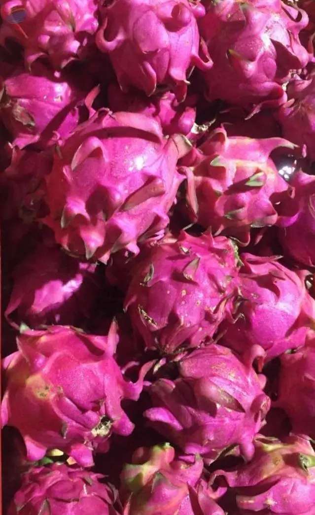 Dragon Fruit