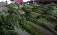 Chinese Cabbage