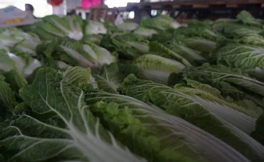 Chinese Cabbage