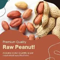Peanut/Groundnut