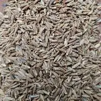 Fennel Seeds