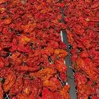 Ghost Pepper