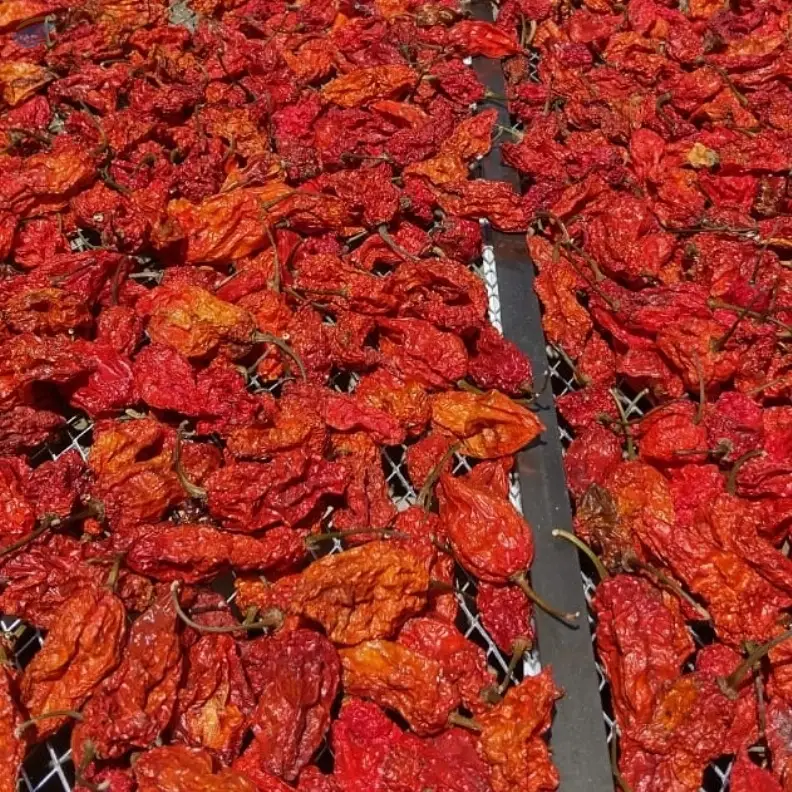 Ghost Pepper