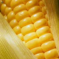 Non GMO Yellow Corn