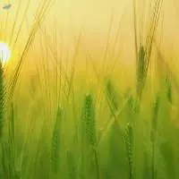 IR64 Rice
