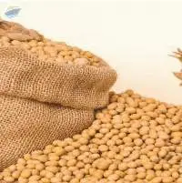 Non Gmo Soybean