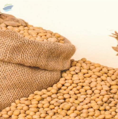 Non Gmo Soybean By Mijar Impex Supplier From India Product Id 1325115
