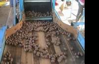 Western Walnut